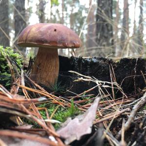 Bay Bolete