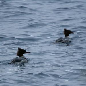 Common Merganser