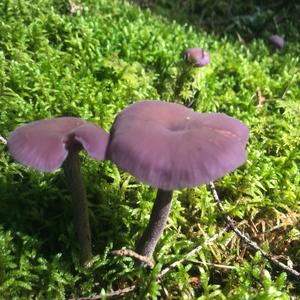 Amethyst Deceiver