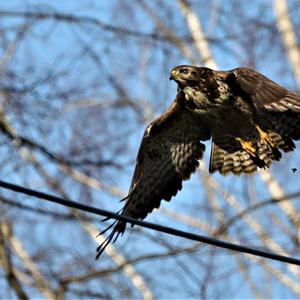 Common Buzzard