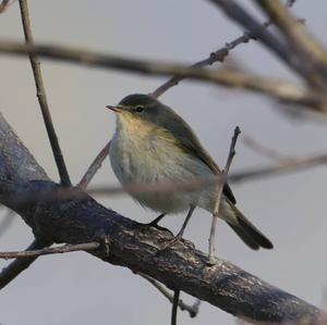 Common Chiffchaff