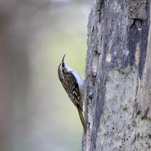 Eurasian Treecreeper