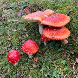 Fly Agaric