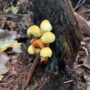 Smoky-gilled Hypholoma