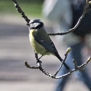 Blue Tit