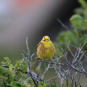 European Serin