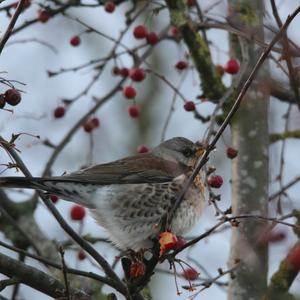 Fieldfare