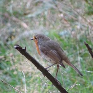 European Robin