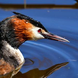 Great Crested Grebe