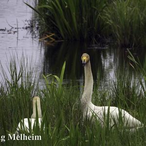 Whooper Swan