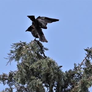 Carrion Crow