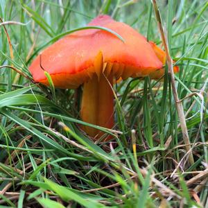 Blackening Wax-cap