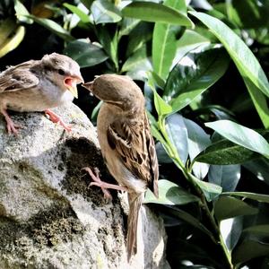 House Sparrow