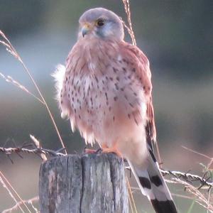 Common Kestrel