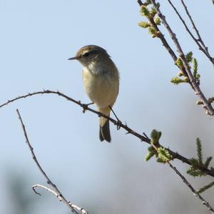 Common Chiffchaff