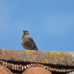 Black Redstart