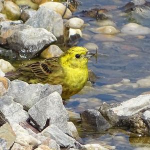 Yellowhammer