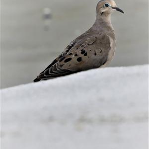 Mourning Dove