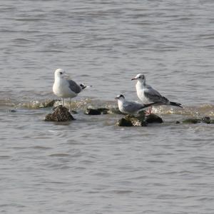 Black-headed Gull