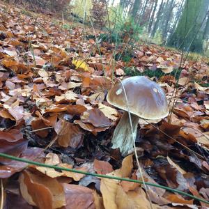 King Bolete