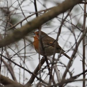 European Robin