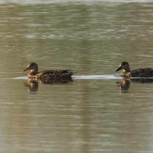 Gadwall