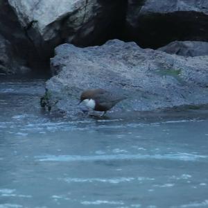 White-throated Dipper