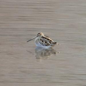 Common Snipe