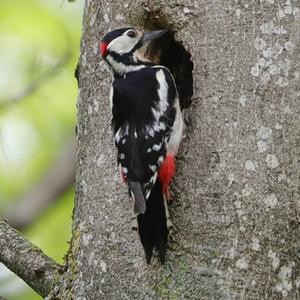 Great Spotted Woodpecker