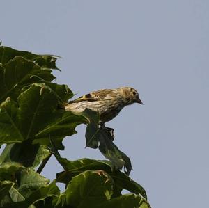 Eurasian Siskin