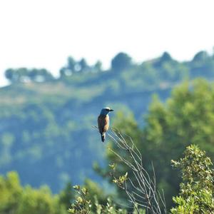 European Roller