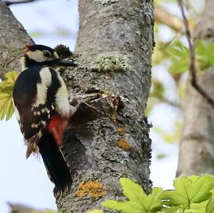 Great Spotted Woodpecker