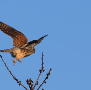 Common Kestrel