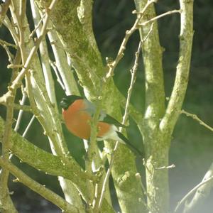 Eurasian Bullfinch