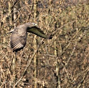 Mäusebussard