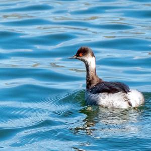 Black-necked Grebe