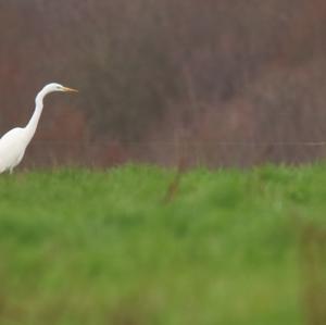 Great Egret