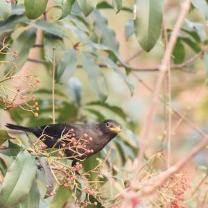 Eurasian Blackbird