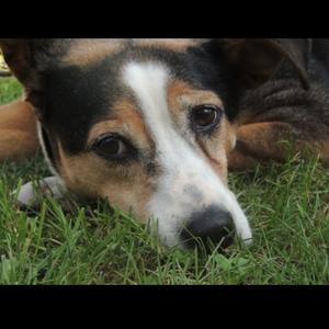 Unknown Breed