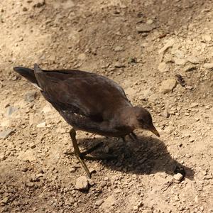 Common Moorhen