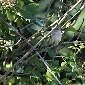 Red-backed Shrike