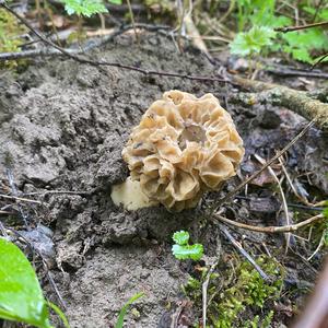 Yellow Morel