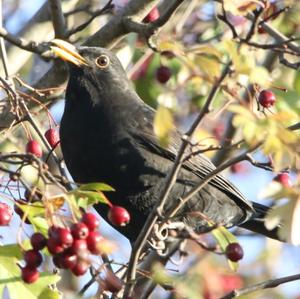 Amsel