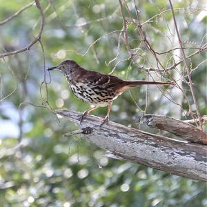 Brown Thrasher