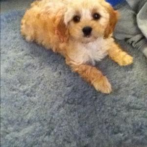 Unknown Breed