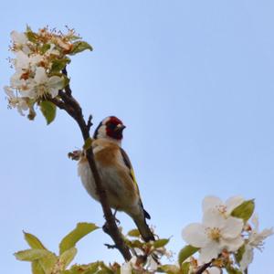 European Goldfinch