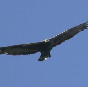 Golden Eagle