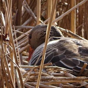 Greylag Goose