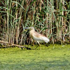 Squacco Heron