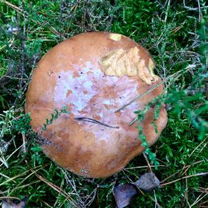 Bay Bolete